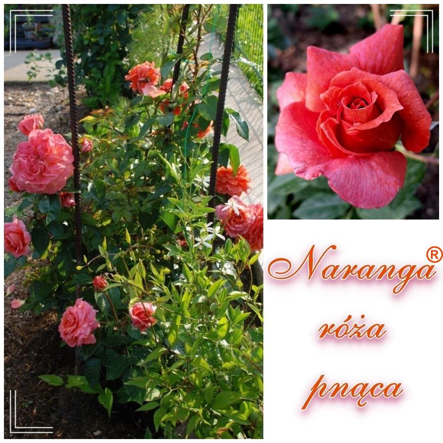 Naranga róże pnące kol